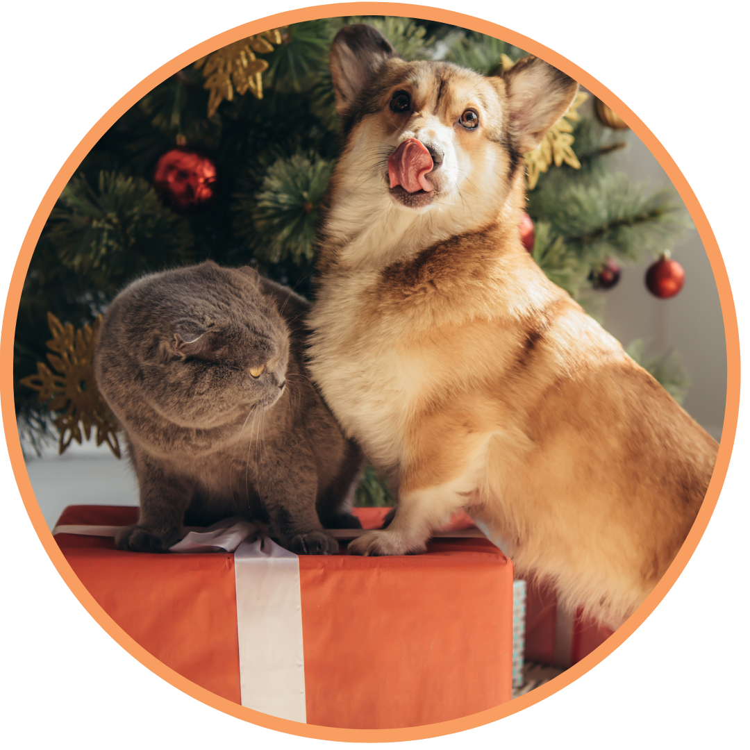 Gesundheit für Fellnasen verschenken